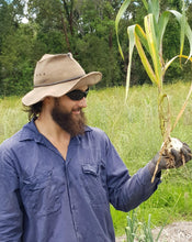 Load image into Gallery viewer, Elephant Garlic Bulbs
