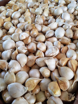 Elephant Garlic Cloves - 2nds