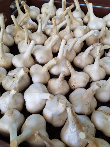 Russian organic elephant garlic bulbs